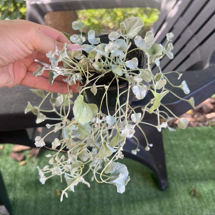 Діхондра срібна, дихондра срібний водоспад рослини і насіння