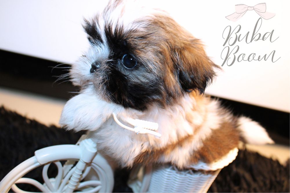 Teo- mini shihtzu rodowodowy gotowy do odbioru!
