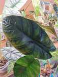 Alocasia green unicorn alokazja