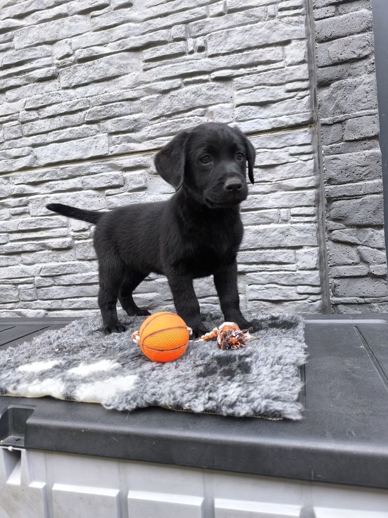 Labrador Retriever czarny Sid gotowy do odbioru