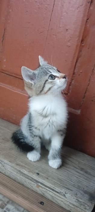 Віддамо котенят у добрі руки