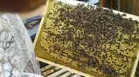 Бджолопакети,бджолосім'ї
