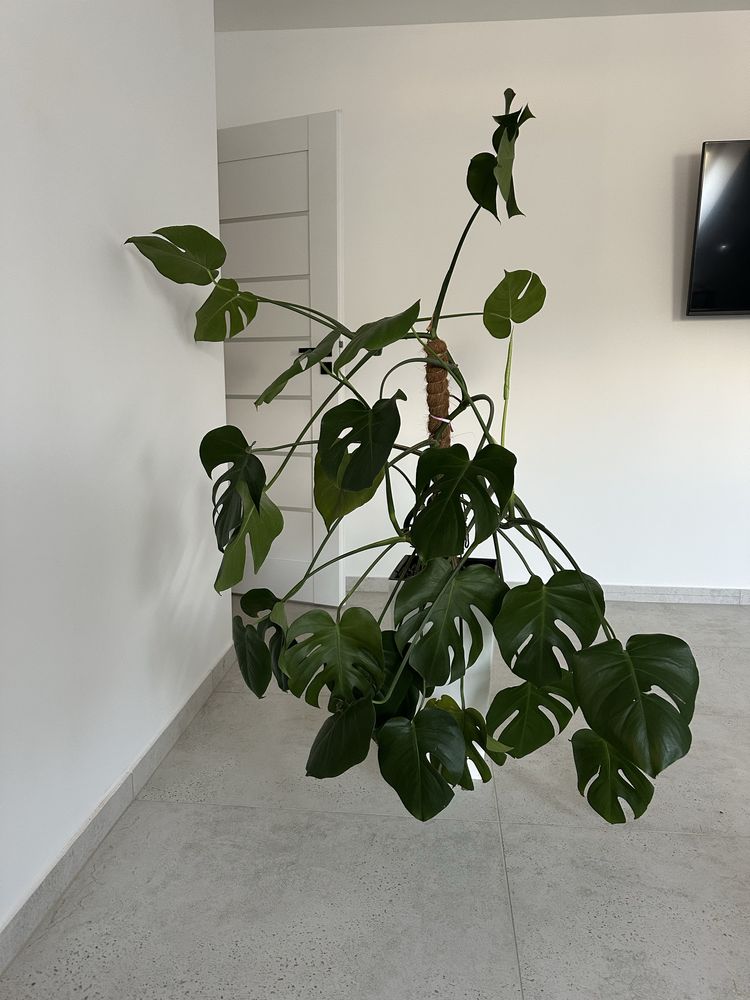 Duża monstera + donica