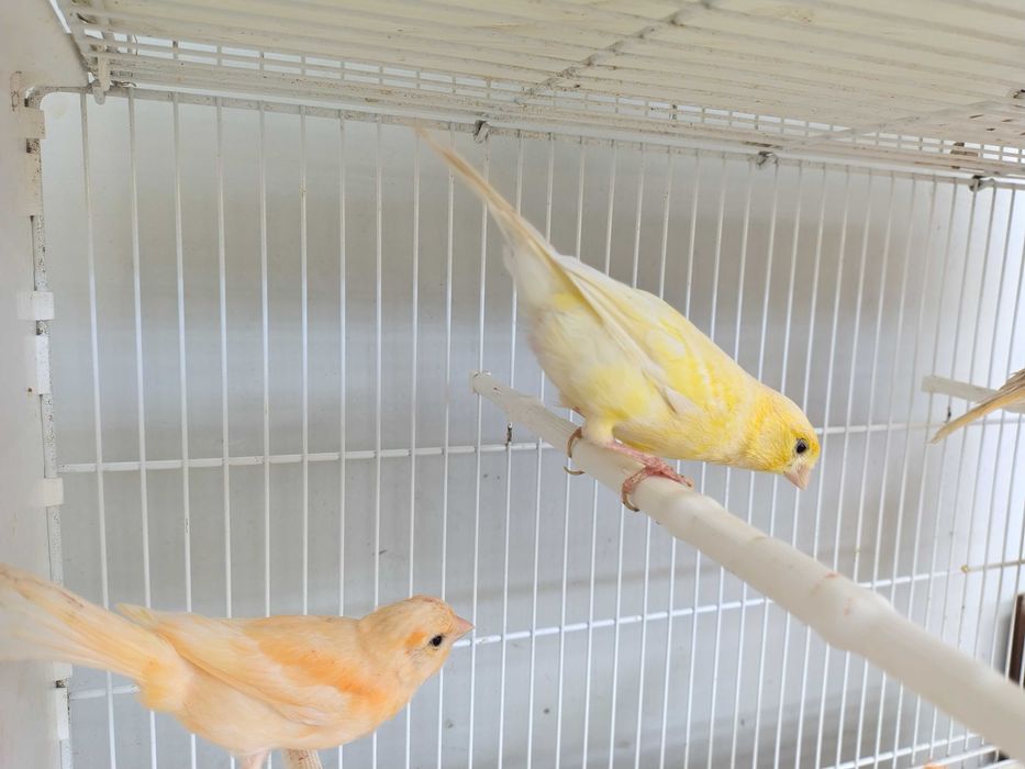 Kanarki samce samice sprzedaż