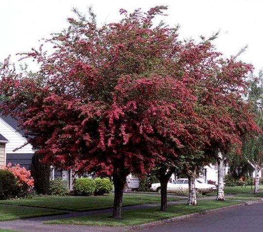 Głóg dwuszyjkowy Paul's Scarlet Crataegus laevigata