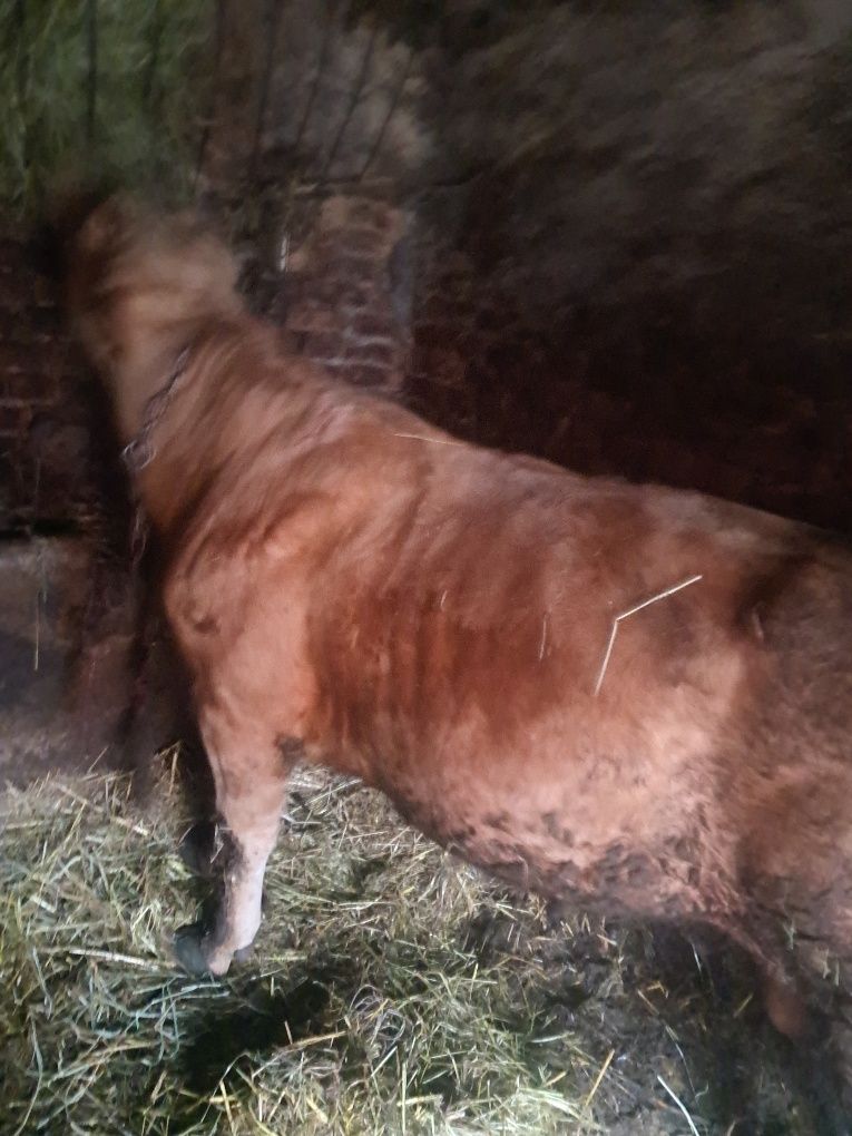 Młodego byczka blonde d'aquitaine i limousine