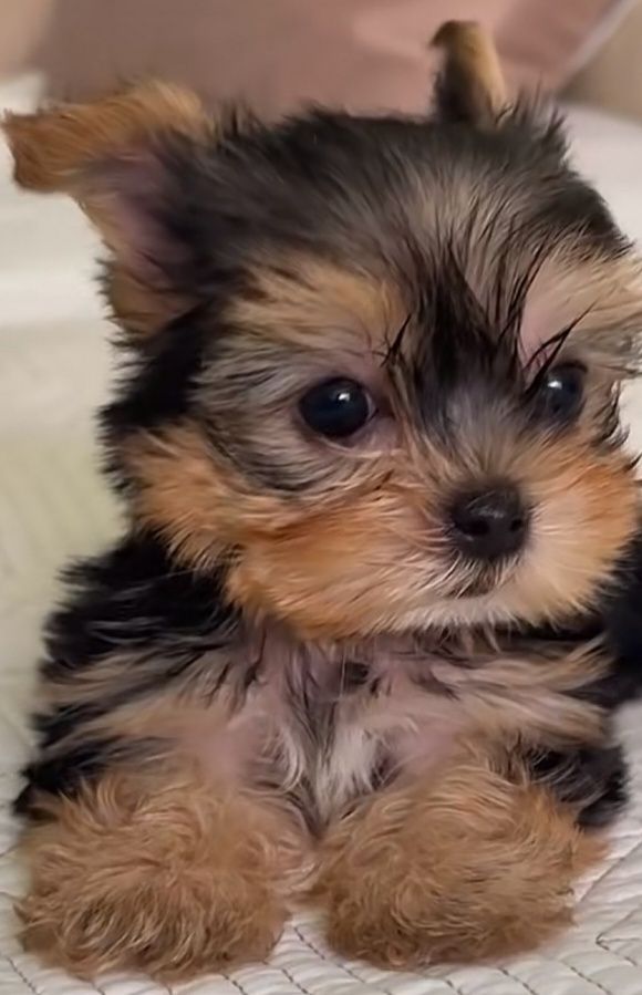 Yorkshire terrier   qualidade  RAÇA PURA preço só hoje