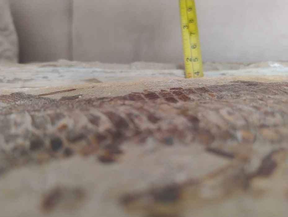 Skamielina ryby split duży okaz Vinctifer Comptoni Kreda