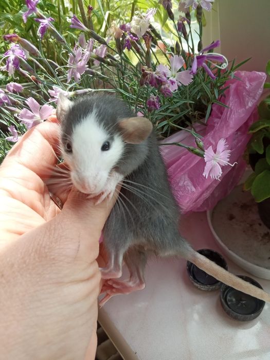крыса маленькая ручная разные окрасы  крыска крысули