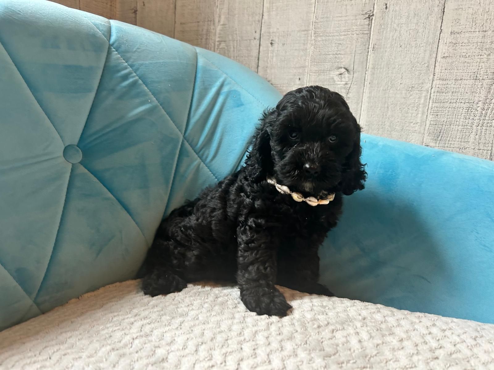Shih tzu.  shihpoo piesek gotowy do odbioru