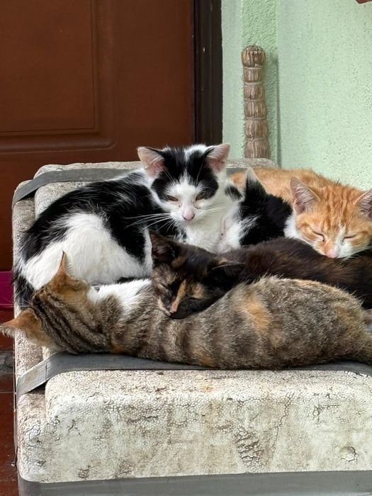 Oddam w dobre ręce kotki