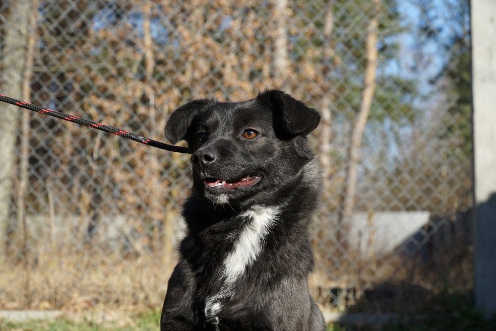 Enia - czarno-biała suczka szuka domu