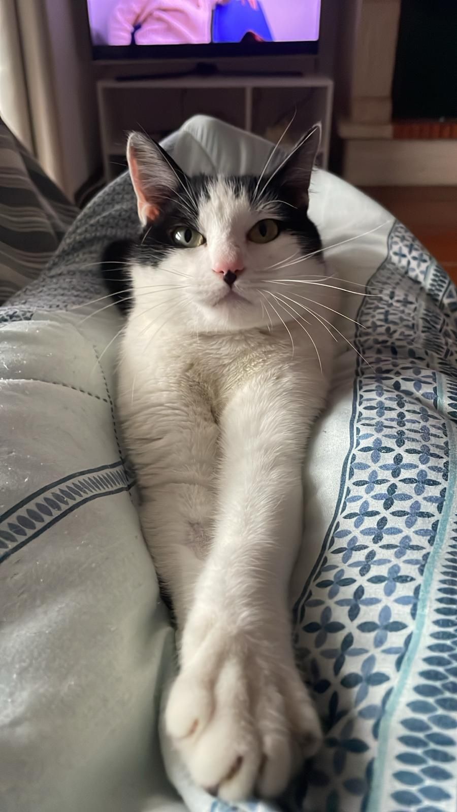 Gatinho jovem super meigo para adoção