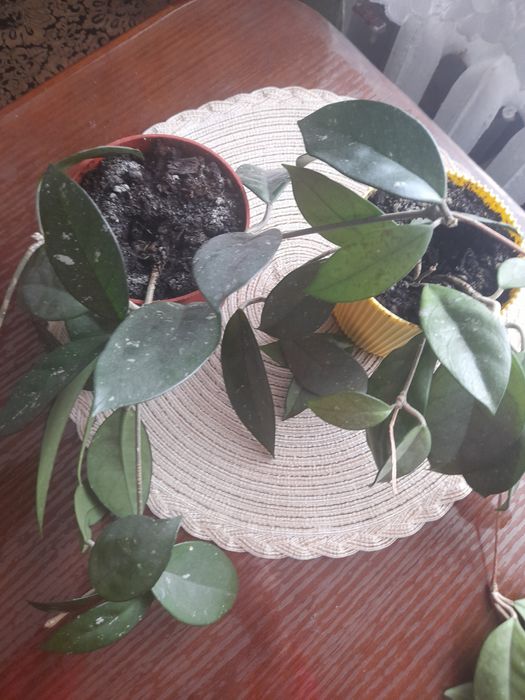 Хойя,хоєчка! Продам