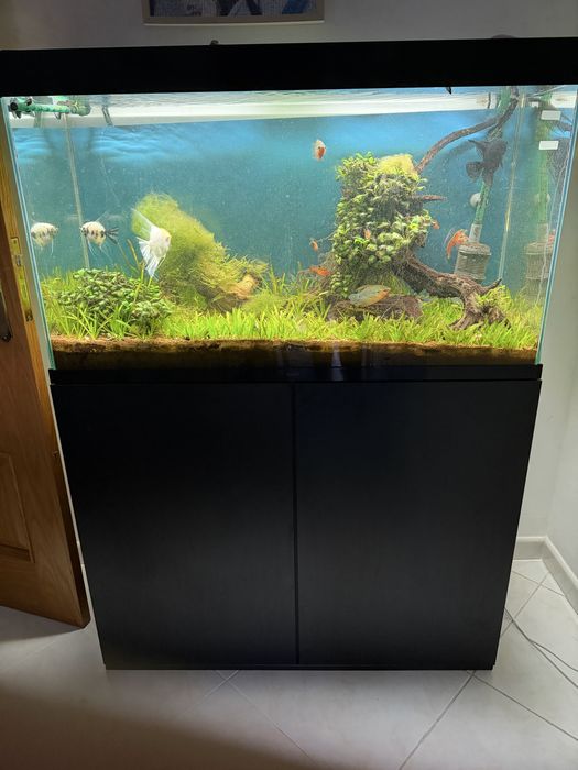 Aquário completo 200L com móvel