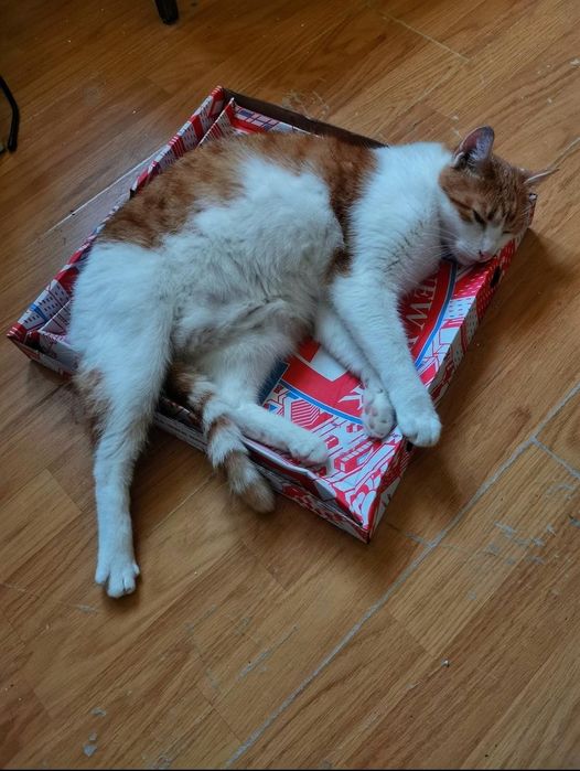pilnie oddam w dobre ręce dwa kocurki
