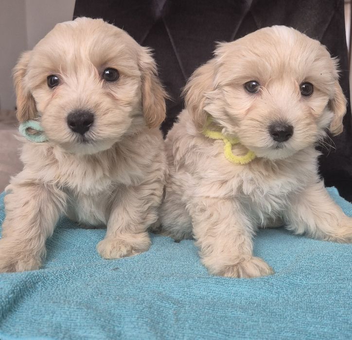 Uroczy piesek Maltipoo szuka kochającego domu!