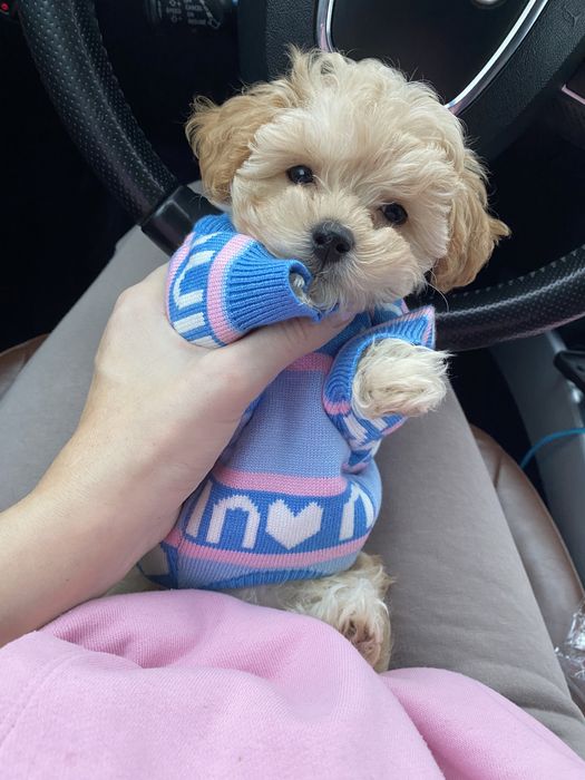 Красуня міні мальтипу