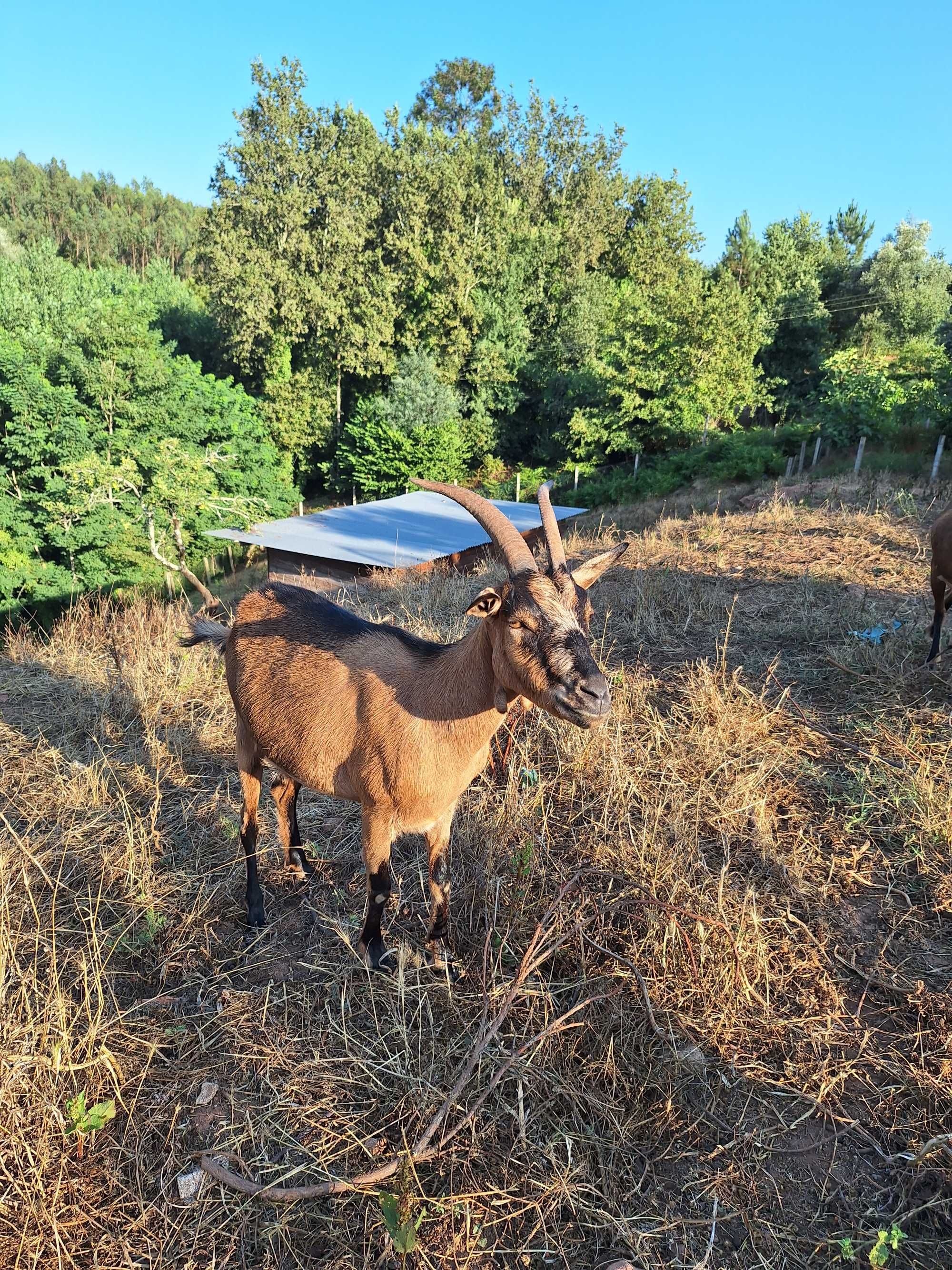 cabras alpinas muito meiguinhas