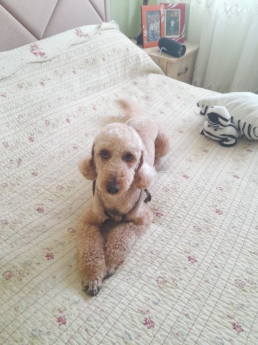 Вязка карликовий пудель