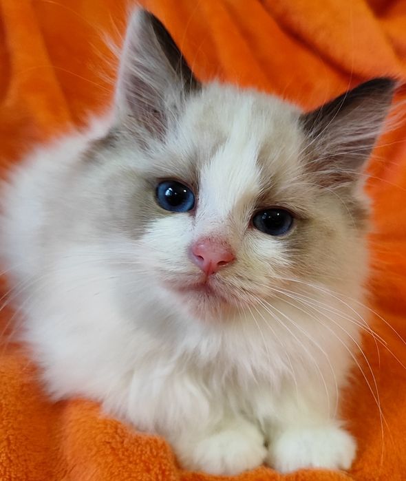 Kocurek ragdoll po International Champion  z rodowodem FPL