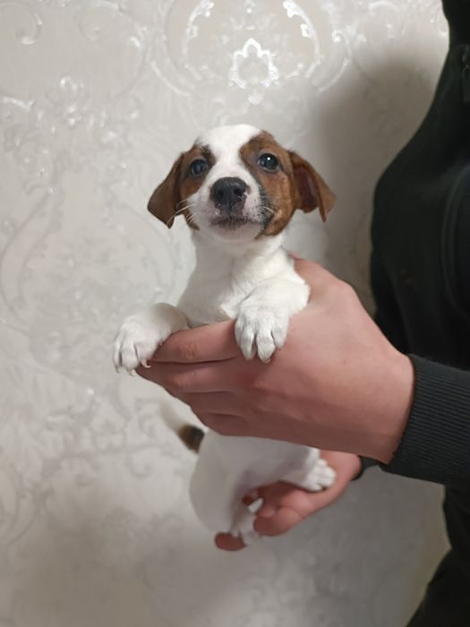 Восхитительная девочка