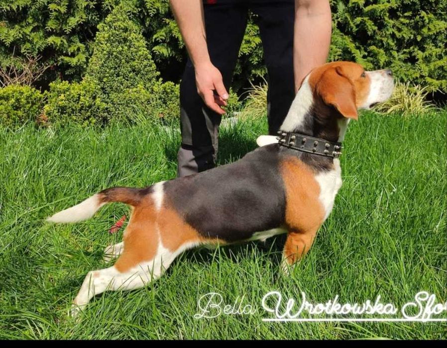 Beagle sunia suczka szczeniak