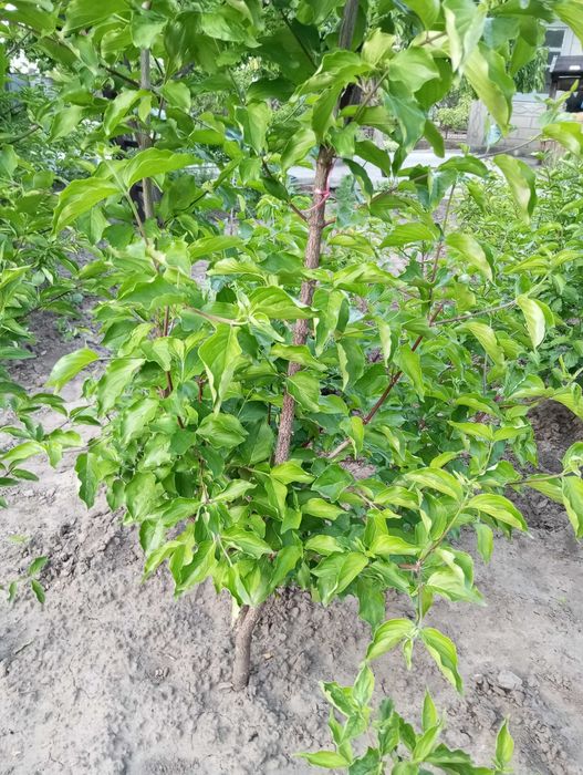 Продам саженцы кизила.