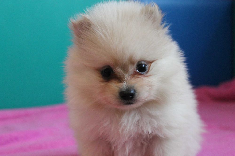 Szpic Pomeranian śliczna mini suczka - już do odbioru