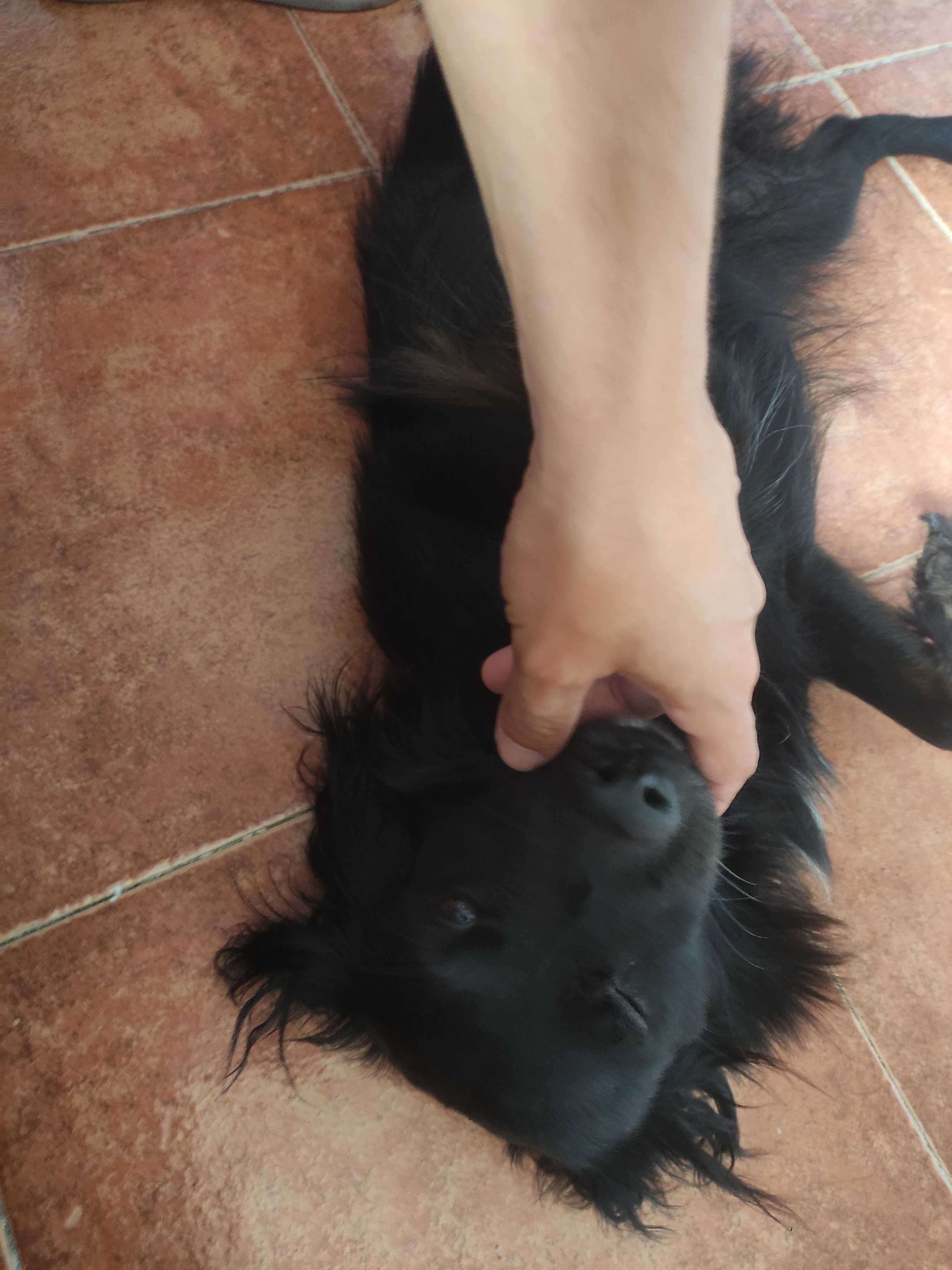 Adoptem o Cachorrinho