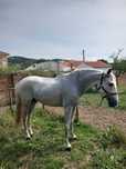 Vendo ou Troco cavalo
