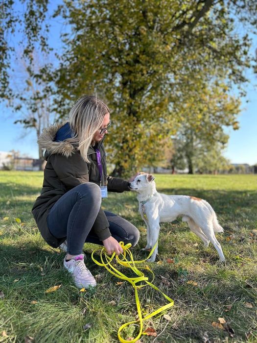 Malutki biały piesek do adopcji! Mops szuka domu