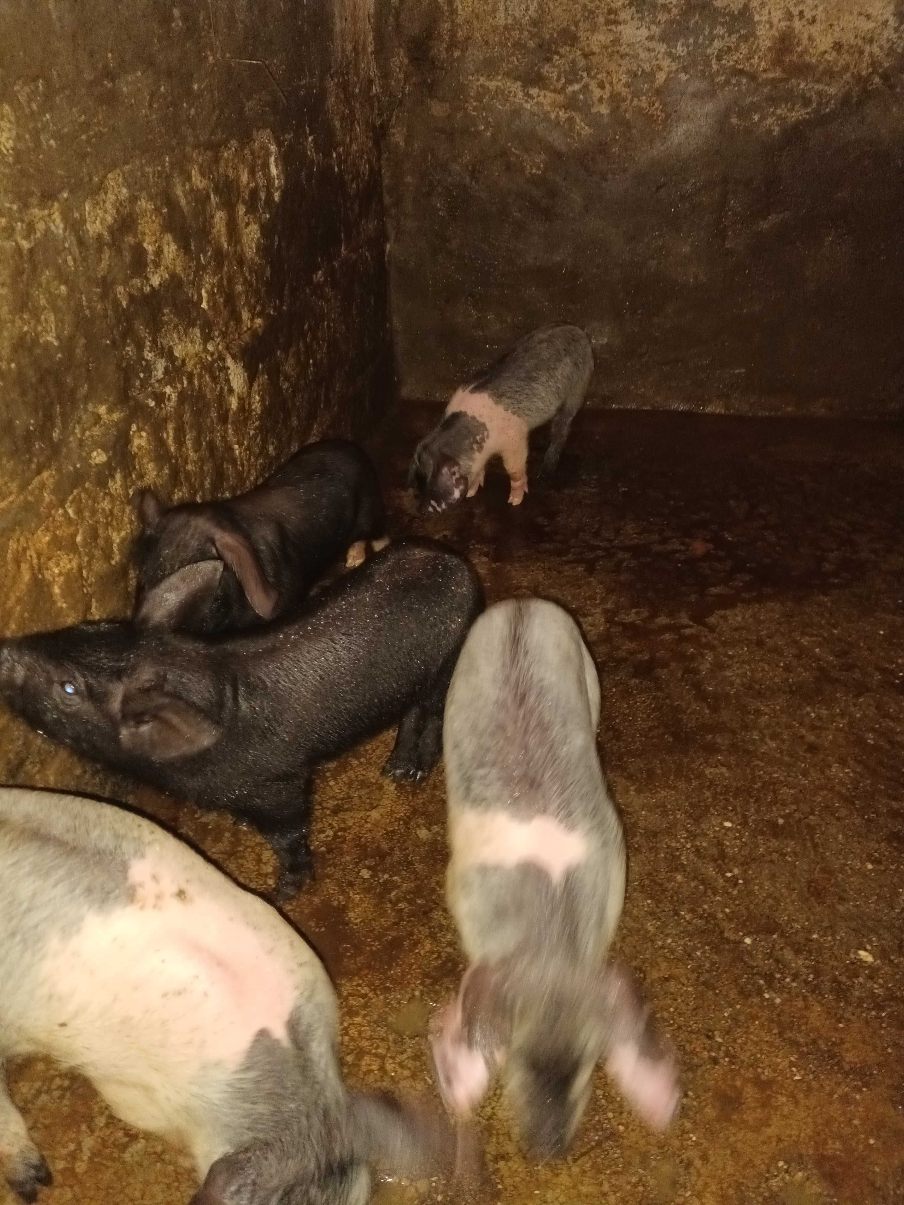 Vendo leitaos con 4 meses boa raca bissaro