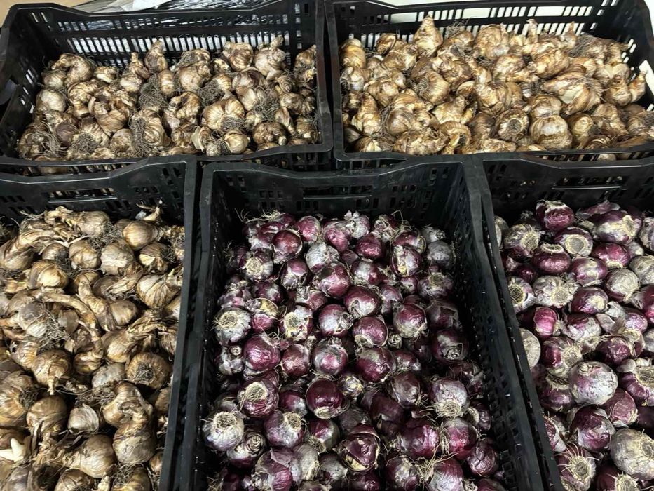 Цибулини тюльпану гіацинт крокус ірис для вигонки  опт охолоджений