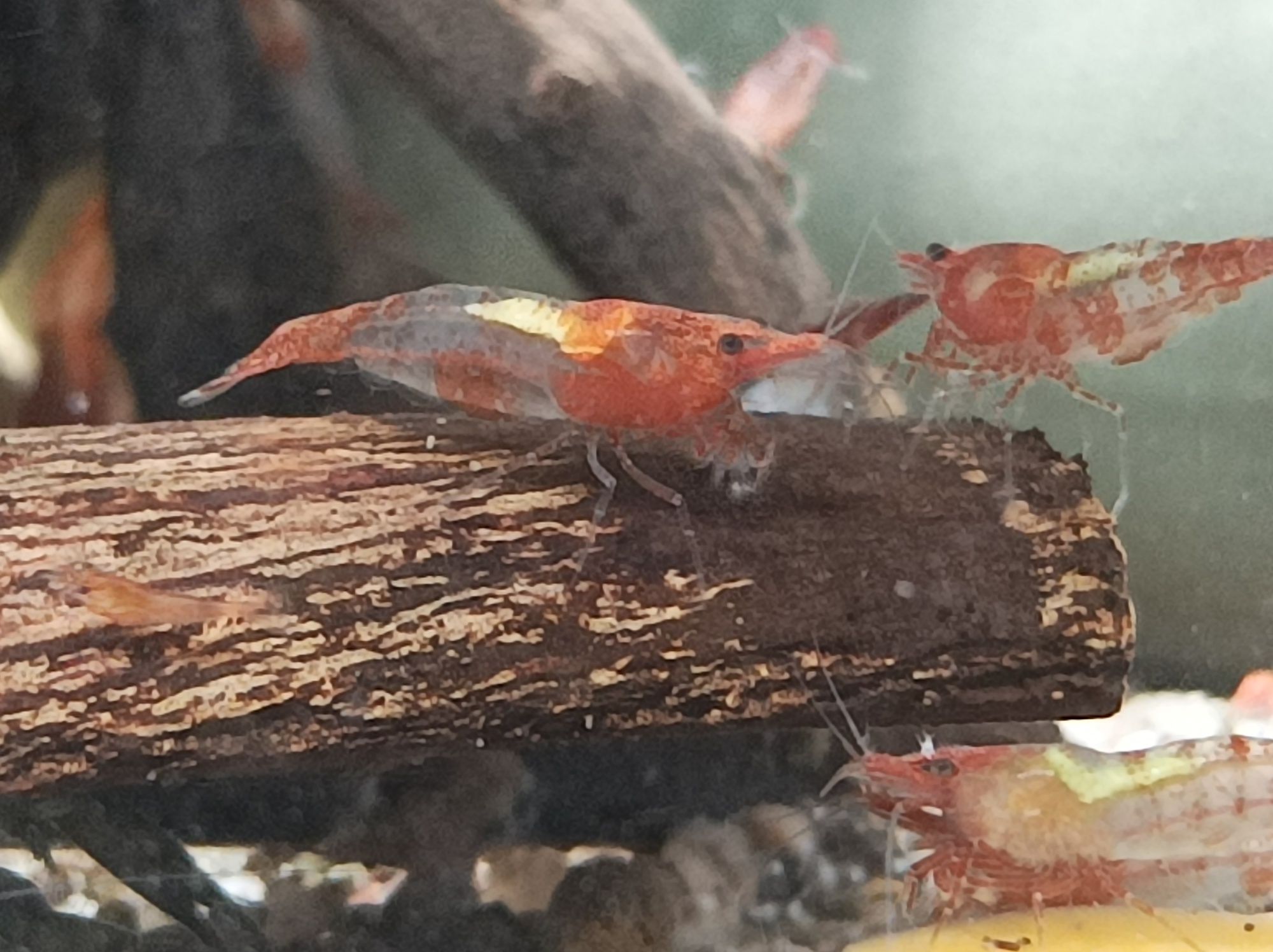 Krewetki neocaridina  Red rili