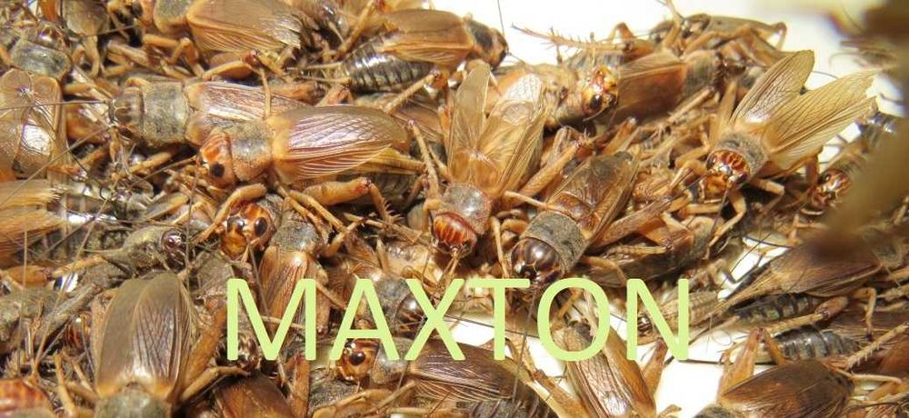 Świerszcze rozmiar 1-2 cm 100 sztuk