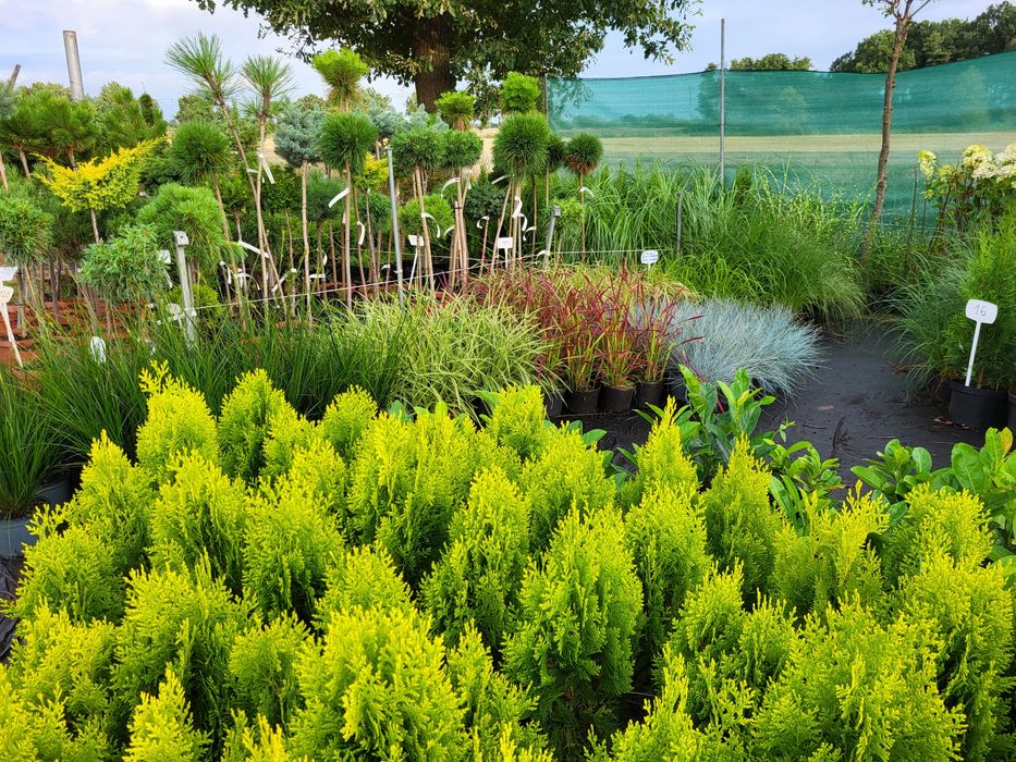 Tuja szmaragd, tuje 70-80cm 10zł PROMOCJA