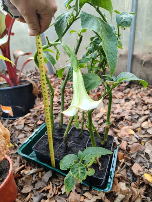 Datura brugmasia 45cm