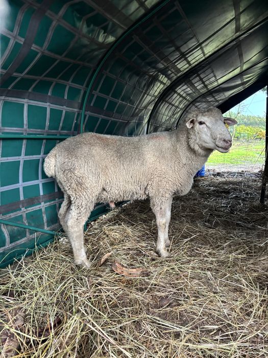 Lote de 7 ovelhas cheias e um carneiro