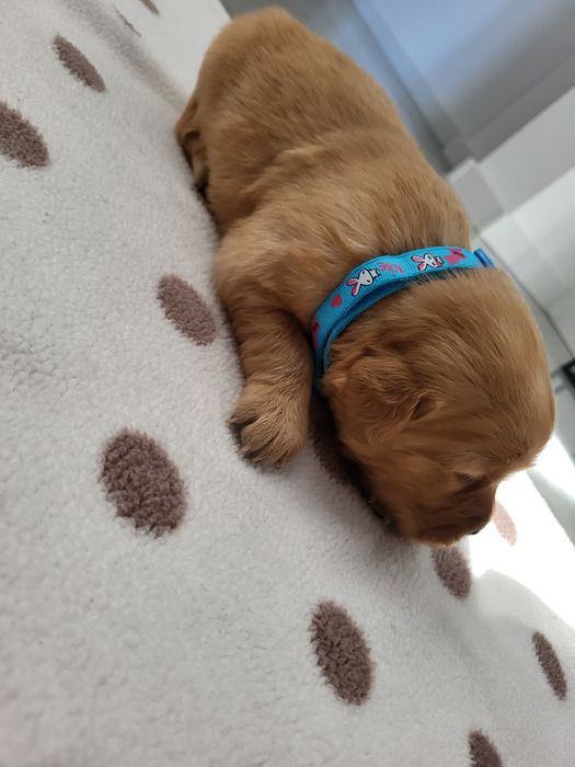 Piesek golden retriever ciemno złote maluszki po 20 listopada odbiór.