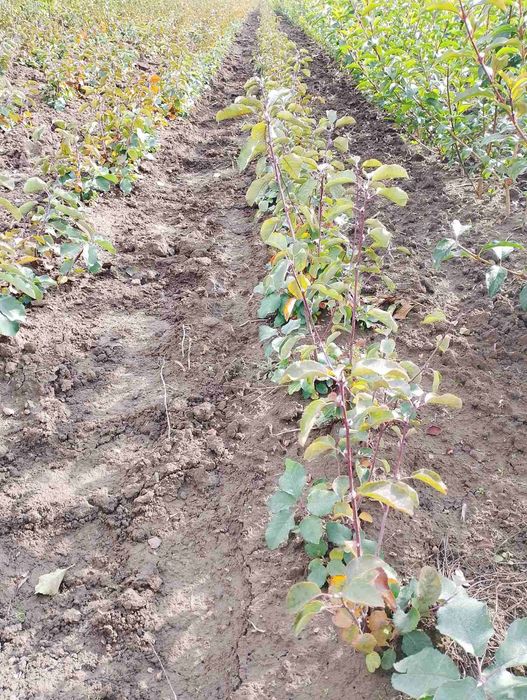 Саджанці ірги канадської