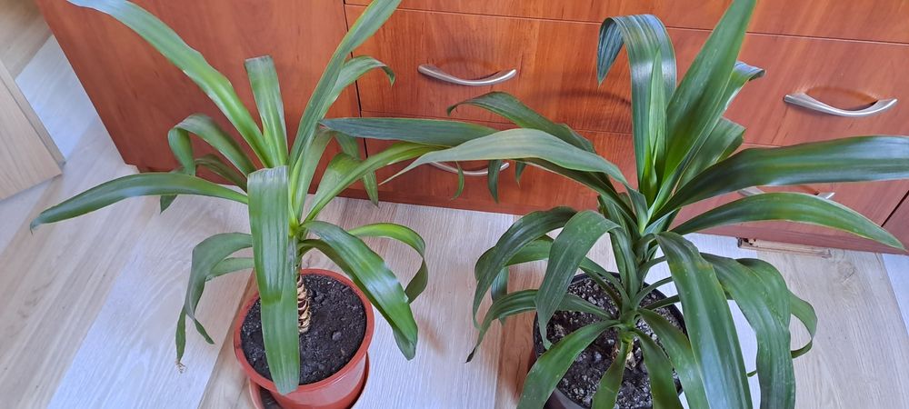 Yuka z własnego parapetu