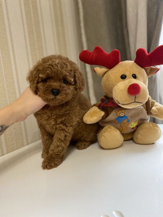 Мальтипу кукляний хлопчик