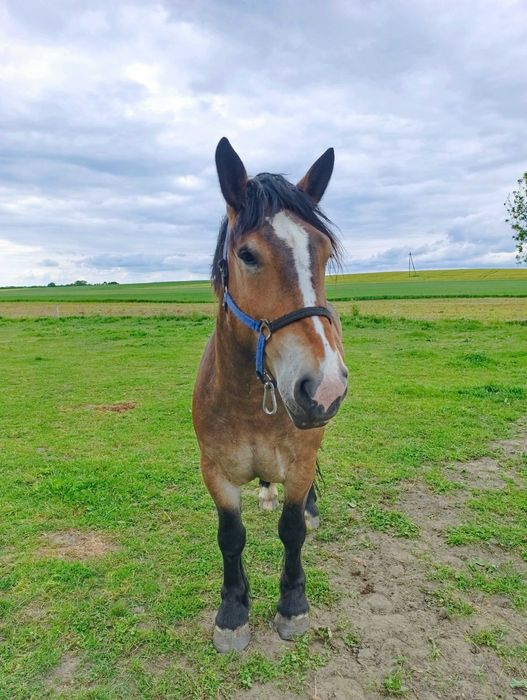 GNIADA klacz 3 lata GNIADOSROKATA klacz 7 lat CIEMNOGNIADA klacz 3 lat