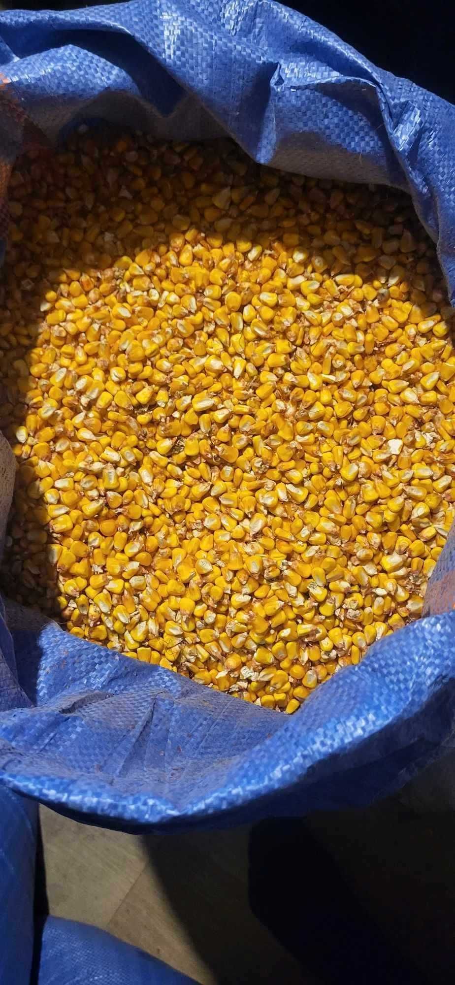 Kukurydza sucha zworkowana po 50kg