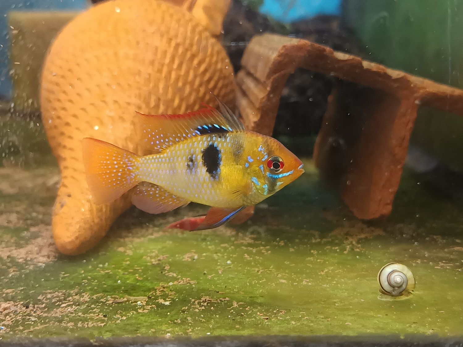 Ramirezi german Blue