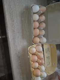 Jajeczka z wolnego wybiegu