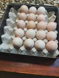 Vendo ovos de perú galados