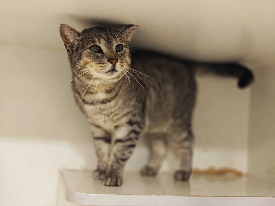 Лагідне чудо позитивна товариська кішка-няшка Аста 1,5р.