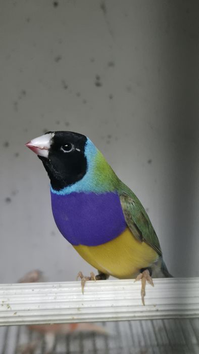 Vendo casais de diamantes gould